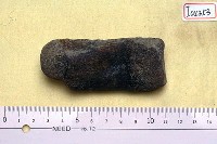 藏品(掌(腕)骨一塊)的圖片